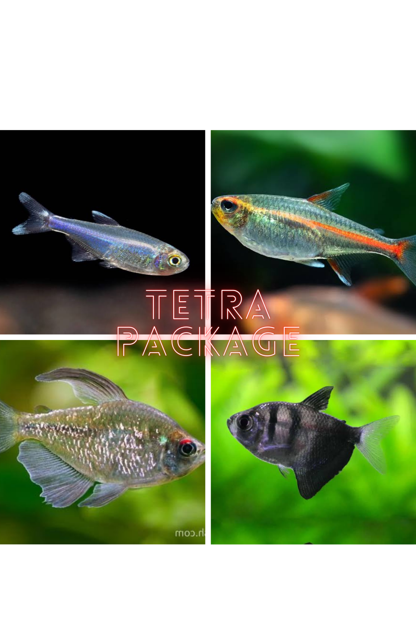 *New* 24 x Tetra Starter Package 2
