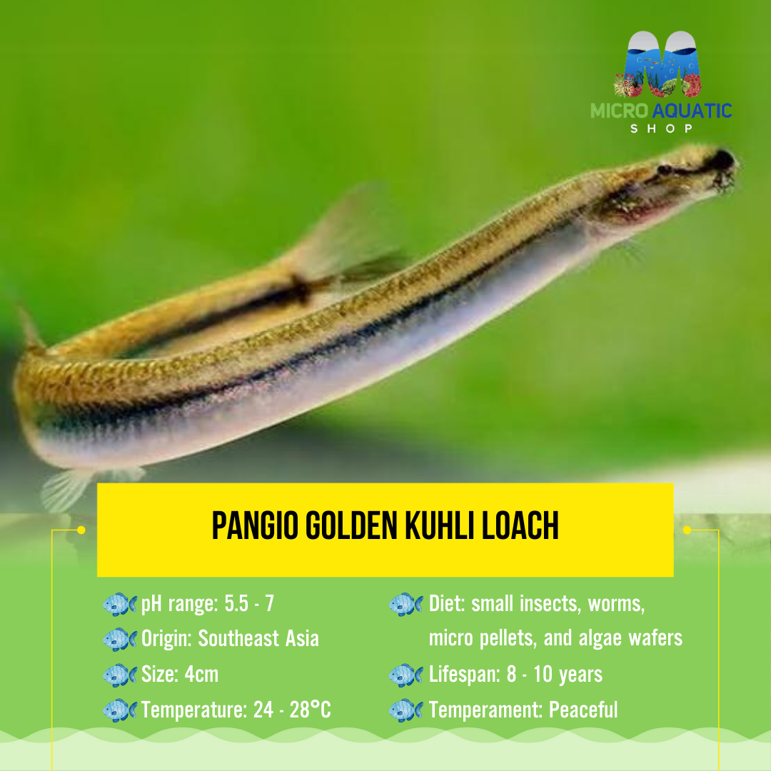 Pangio Golden Kuhli Loach 4cm Limited Number