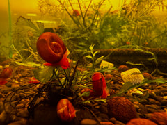 Red Ramshorn Snail