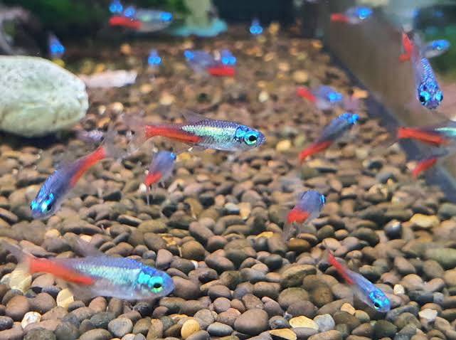 Tetra- Diamond Neon 2.5cm