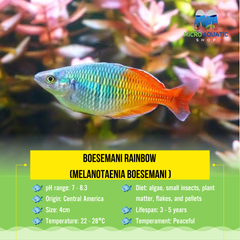 Boesemani Rainbow (Melanotaenia boesemani ) 4cm