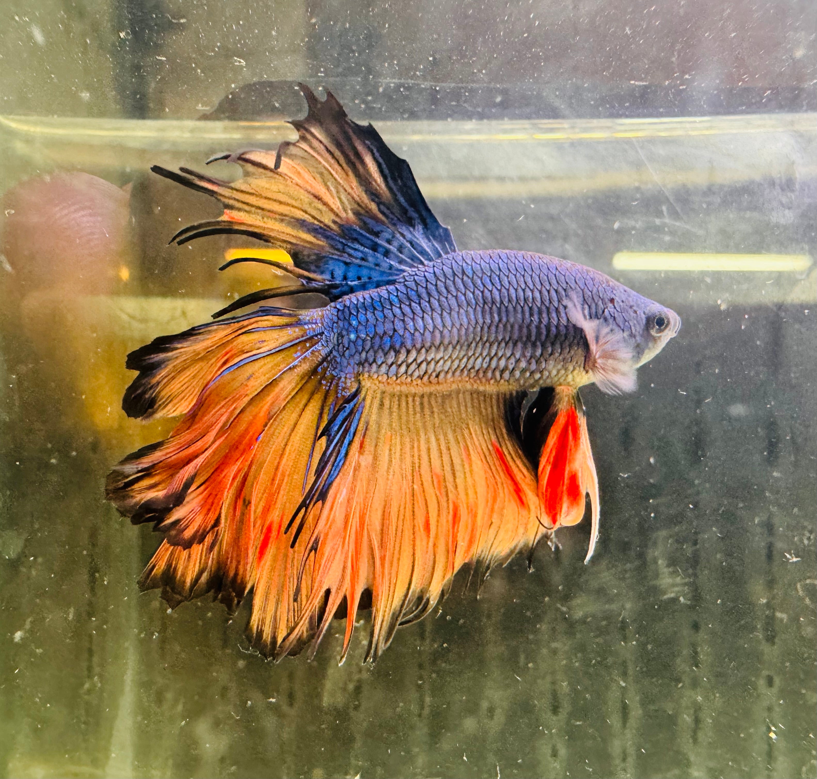 Betta Male - Half Moon Doubletail Blue