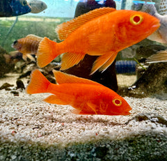 Albino Fire Red  Peacock Cichlid 5cm