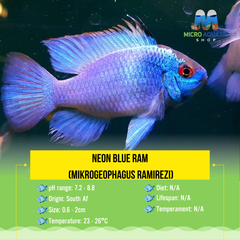 Neon Blue Ram (Mikrogeophagus ramirezi) 3cm Show