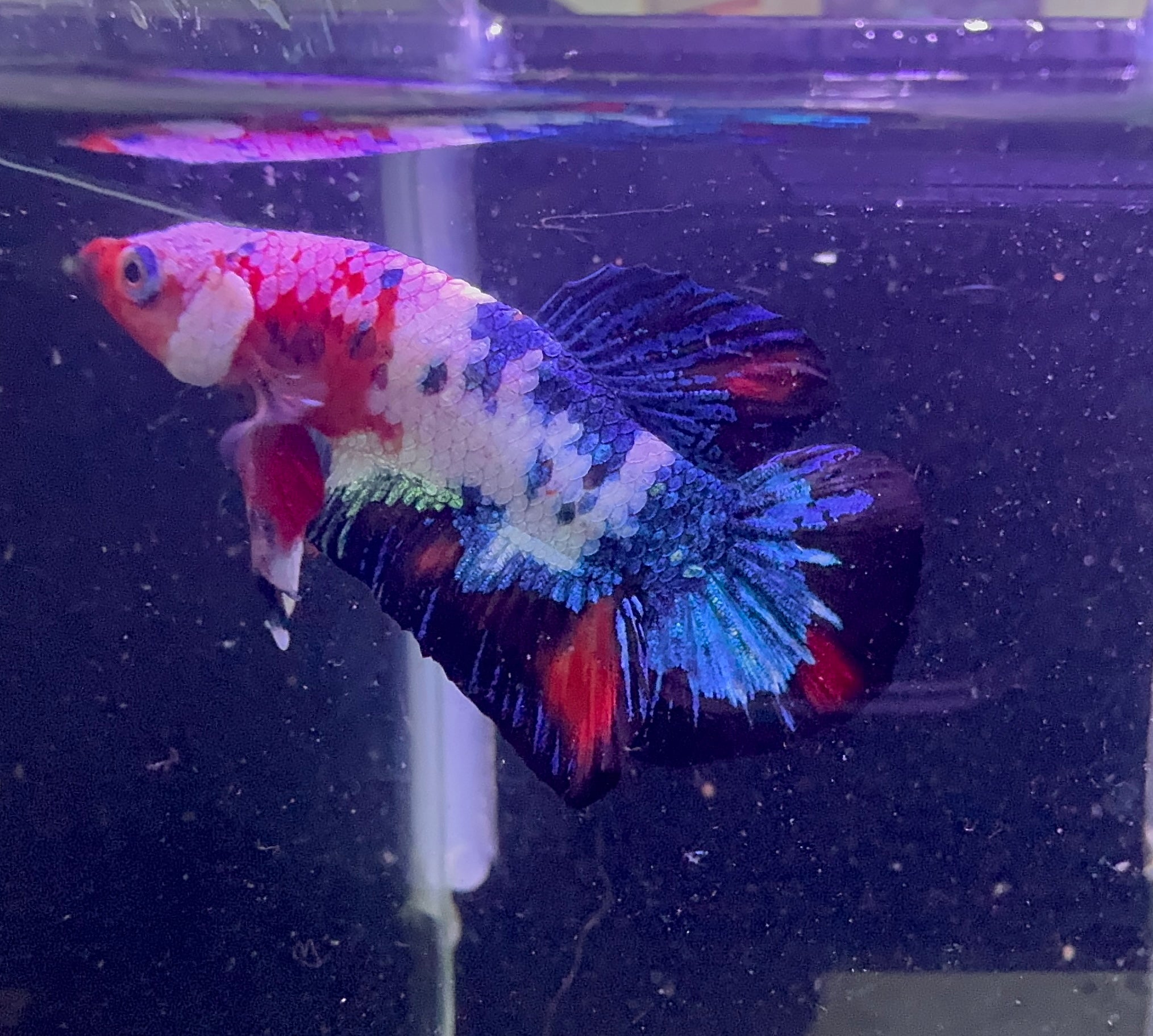 Male Beta - Painted Samurai