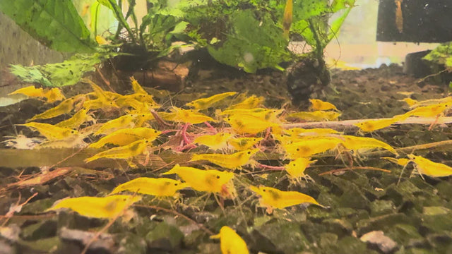 Cherry Shrimp Bulk Buy Sale