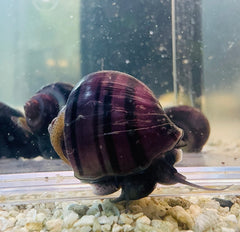 Purple Mystery Snail