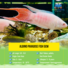 Albino Paradise Fish 5cm