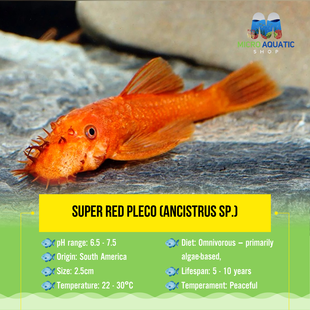 Super Red Pleco (ANCISTRUS SP.)