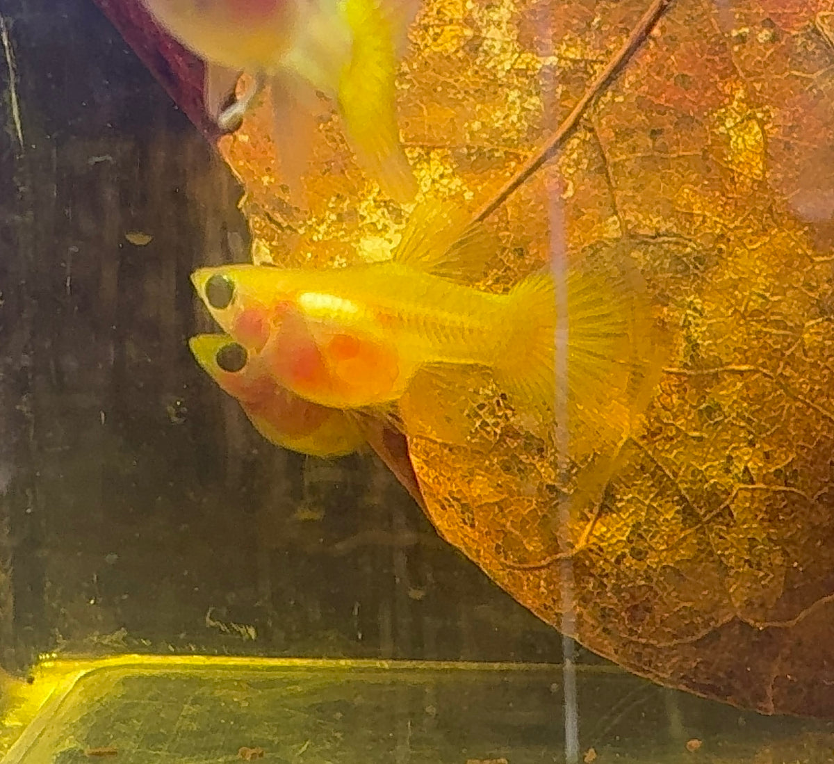 Rare - Glass Belly Mini Guppy 1.5cm