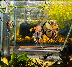 Angel Fish - German Red Devil Angel Rare 4cm