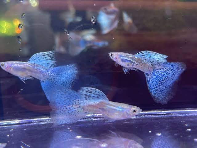 Guppy - Blue Grass Pair