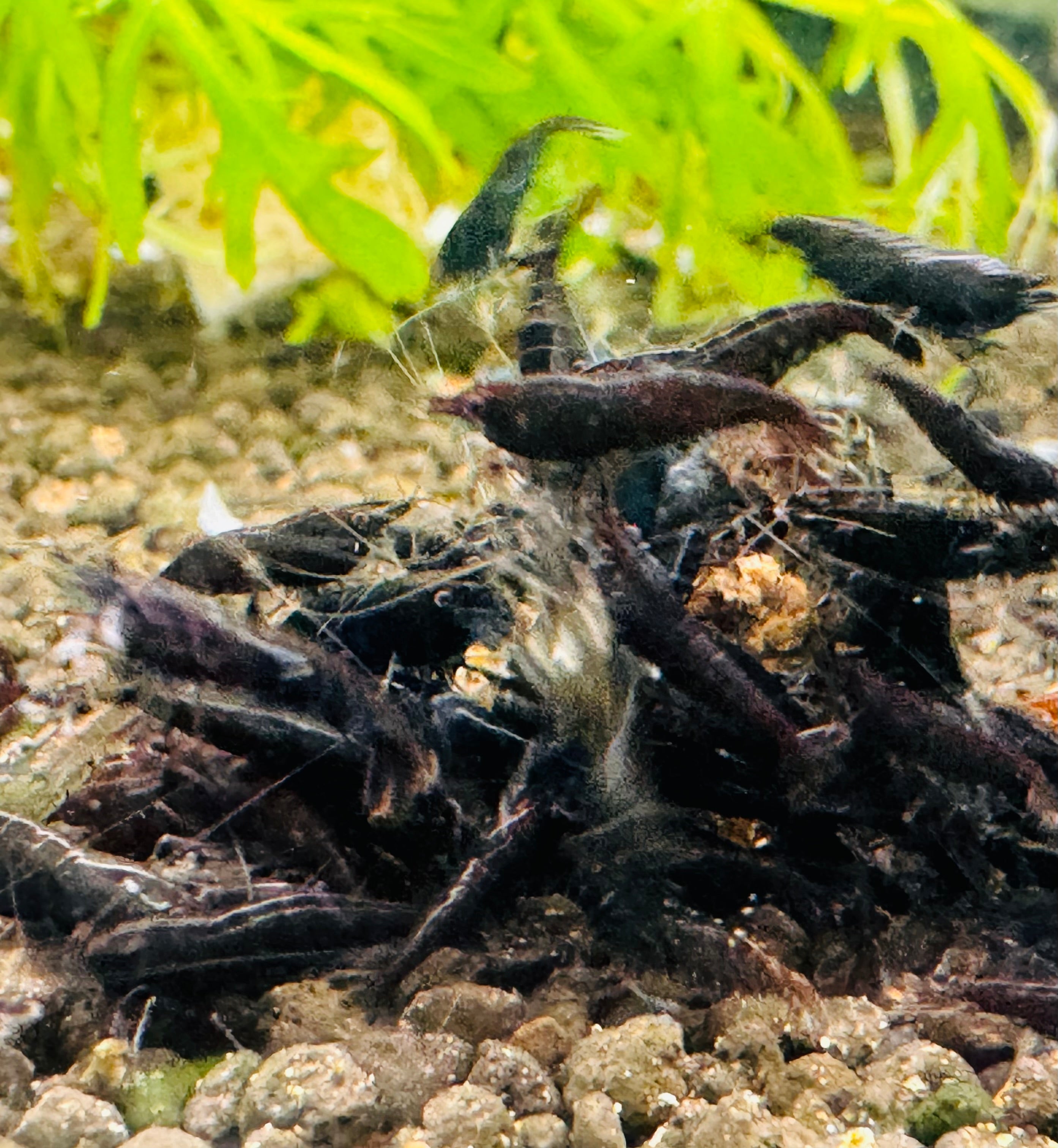 30% SAVE Black Cherry Shrimp Starter Bundle Micro Aquatic Shop