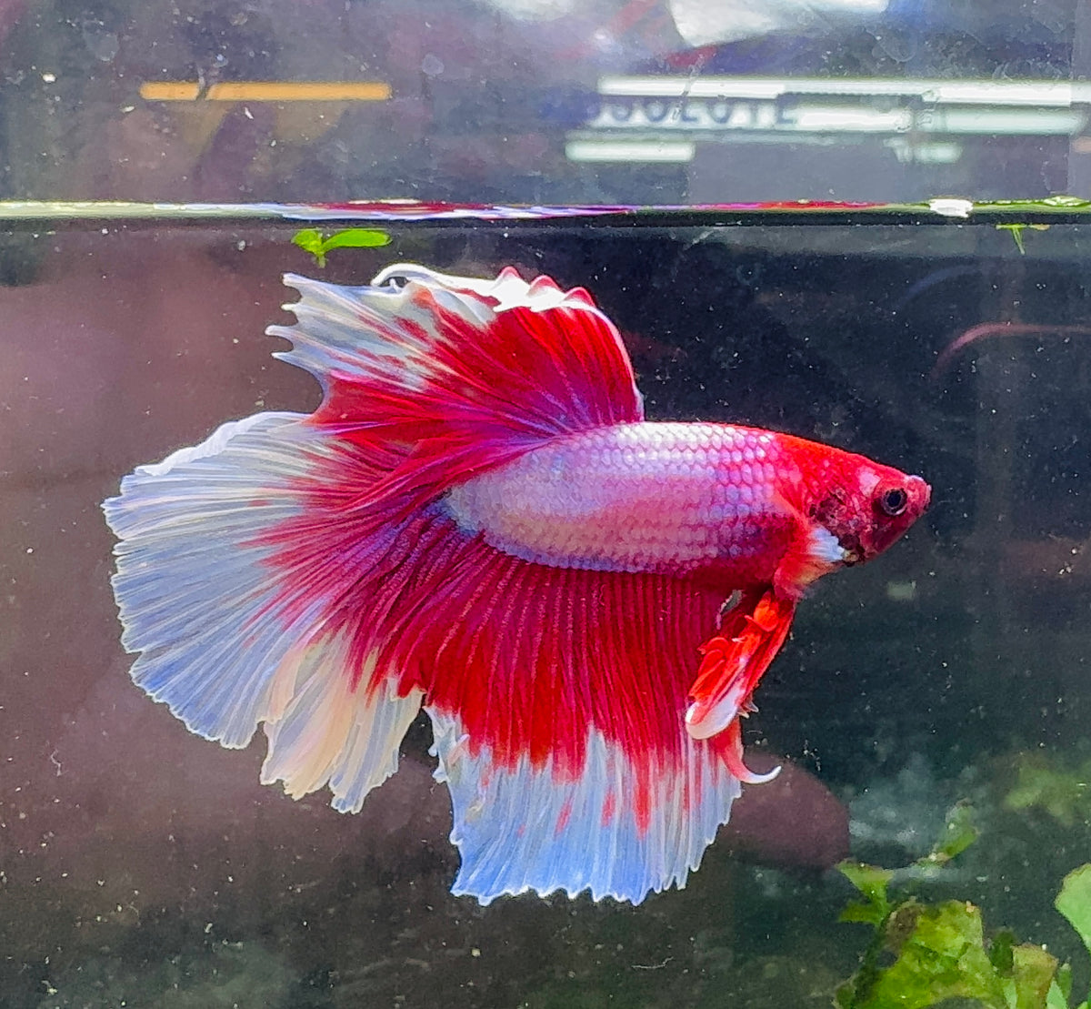 Betta Male - A Grade Half Moon Doubletail 6cm Show A5