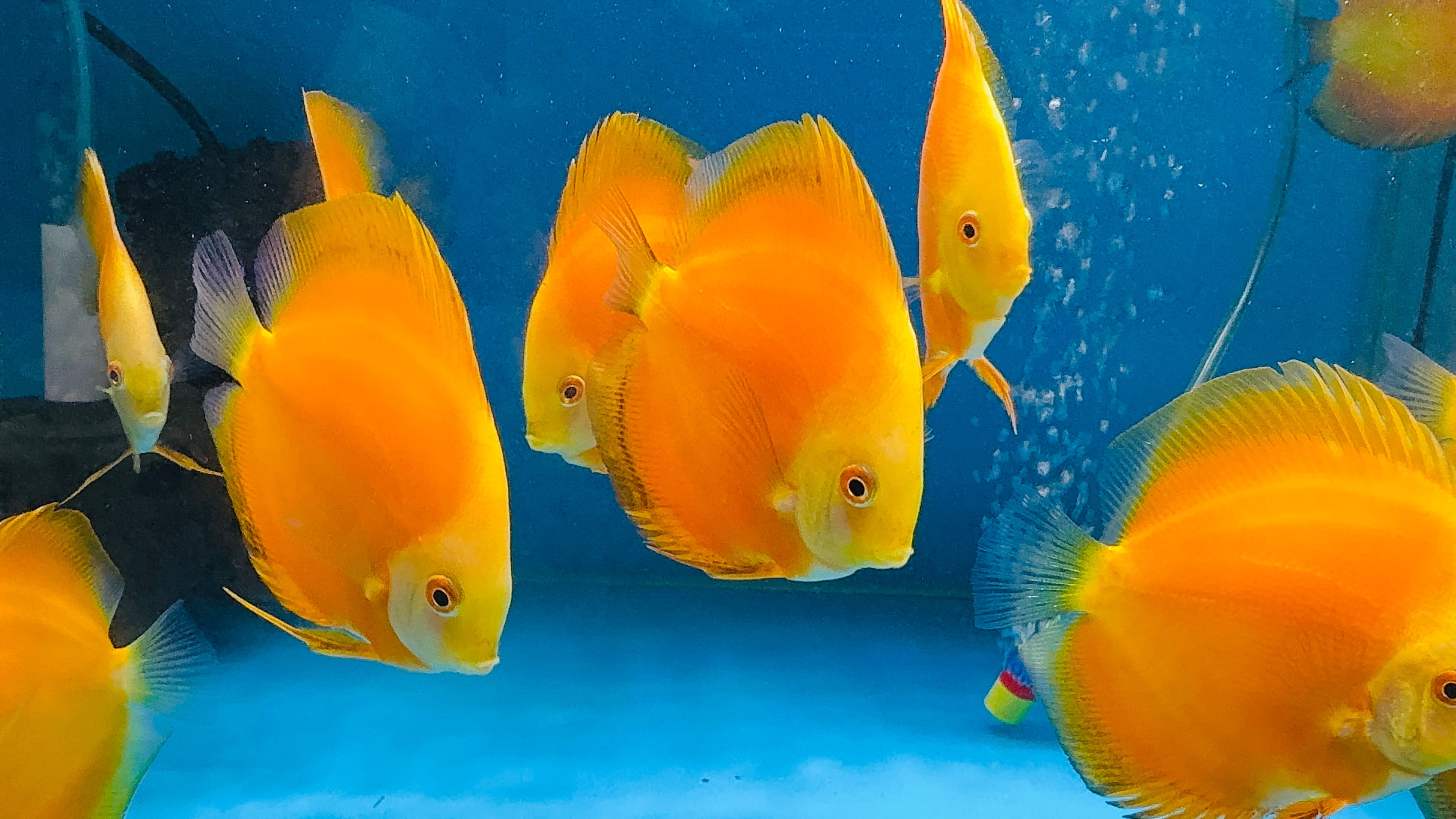 Discus - Yellow golden 11cm Show Micro Aquatic Shop
