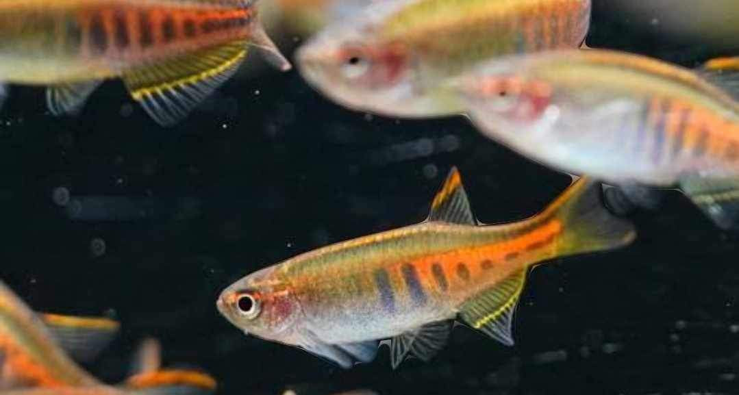 Glowlight Danio - Celestichthys choprae 2.5cm