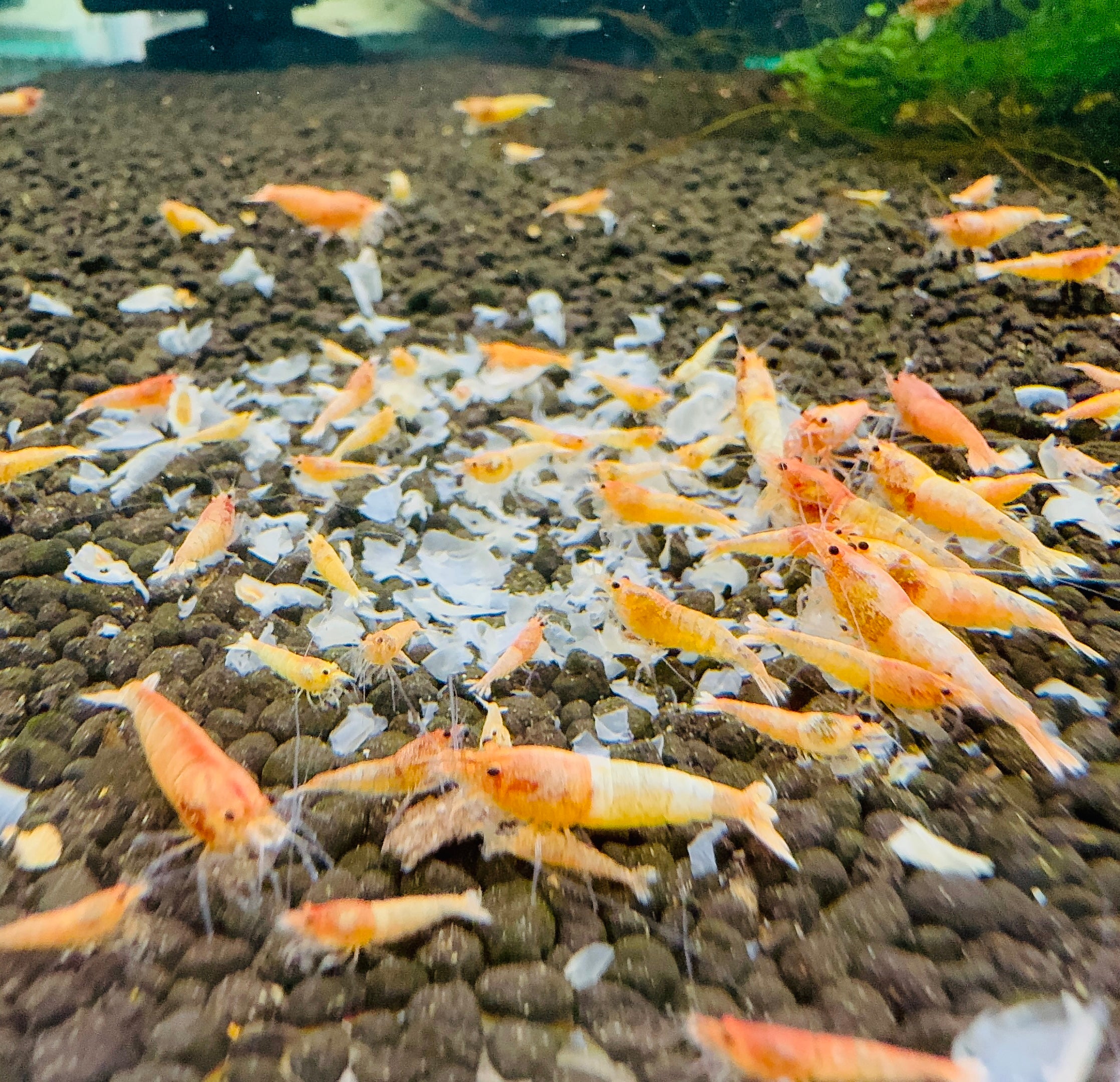 Buy 10 Peach Bolt Shrimp Get 10 Ghost Shrimp Free