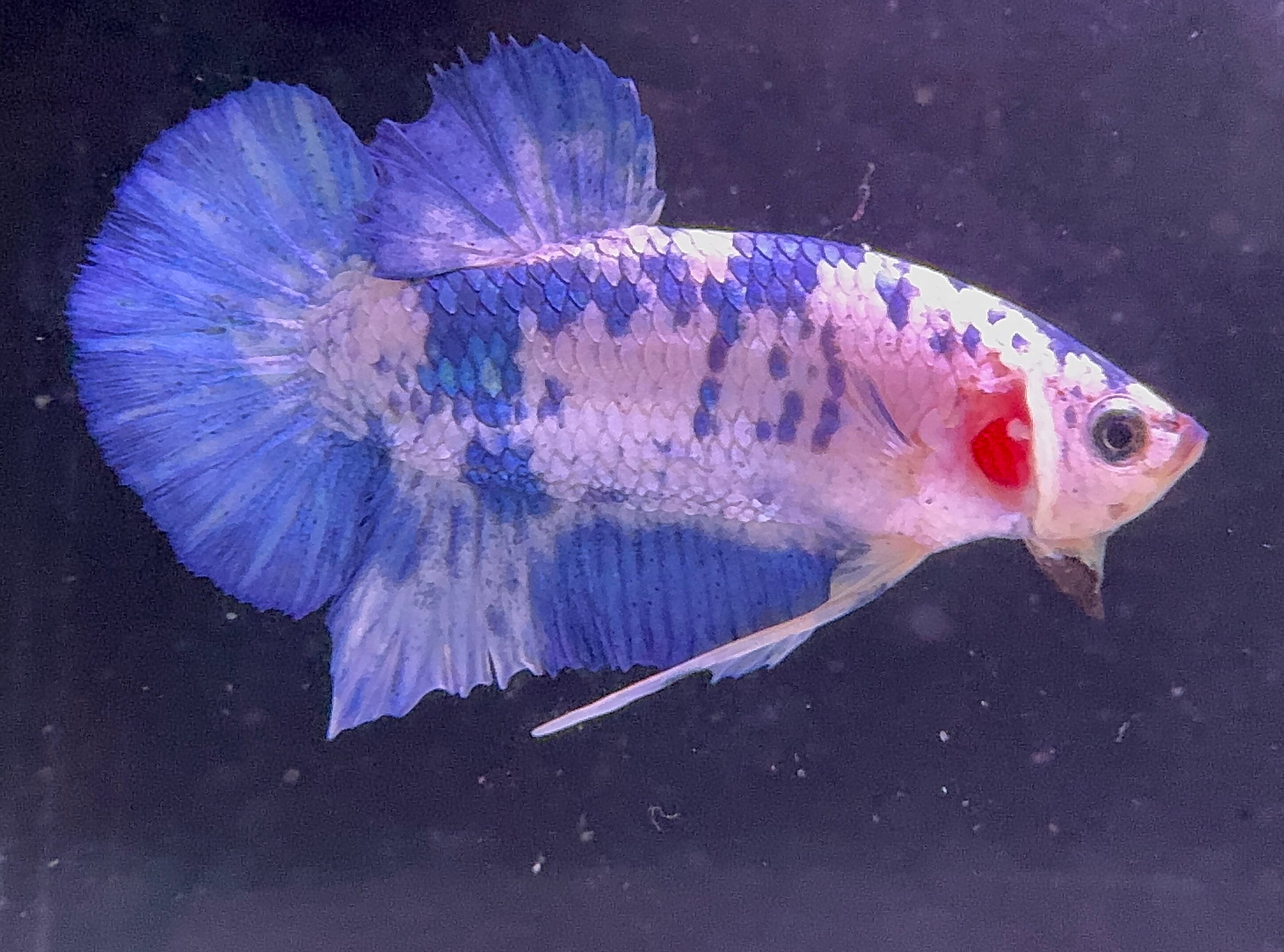 Marble Prince Male Beta 3