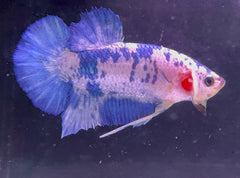Marble Prince Male Beta 3