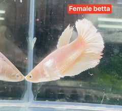 Betta - Giant Platinum Dumbo Ear 6cm