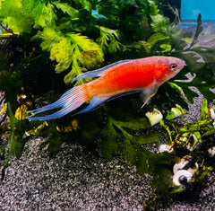 The Paradise Fish - Fire and Ice 5cm