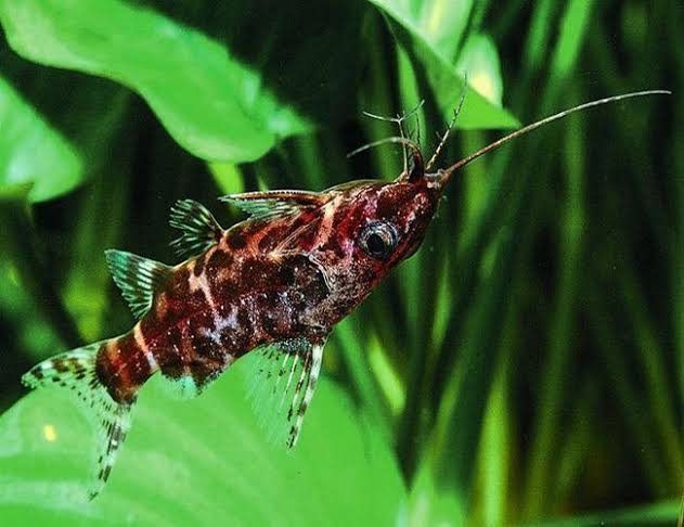 Synodontis nigriventris - Uspside Down Catfish