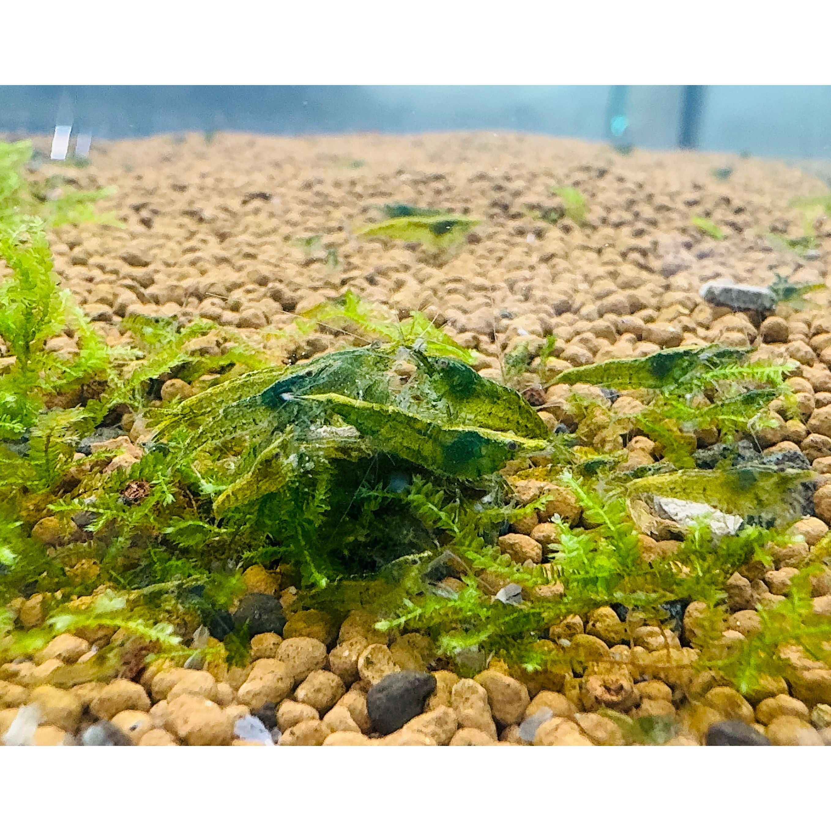 jade plant in aquarium Green Jade Cherry Shrimp
