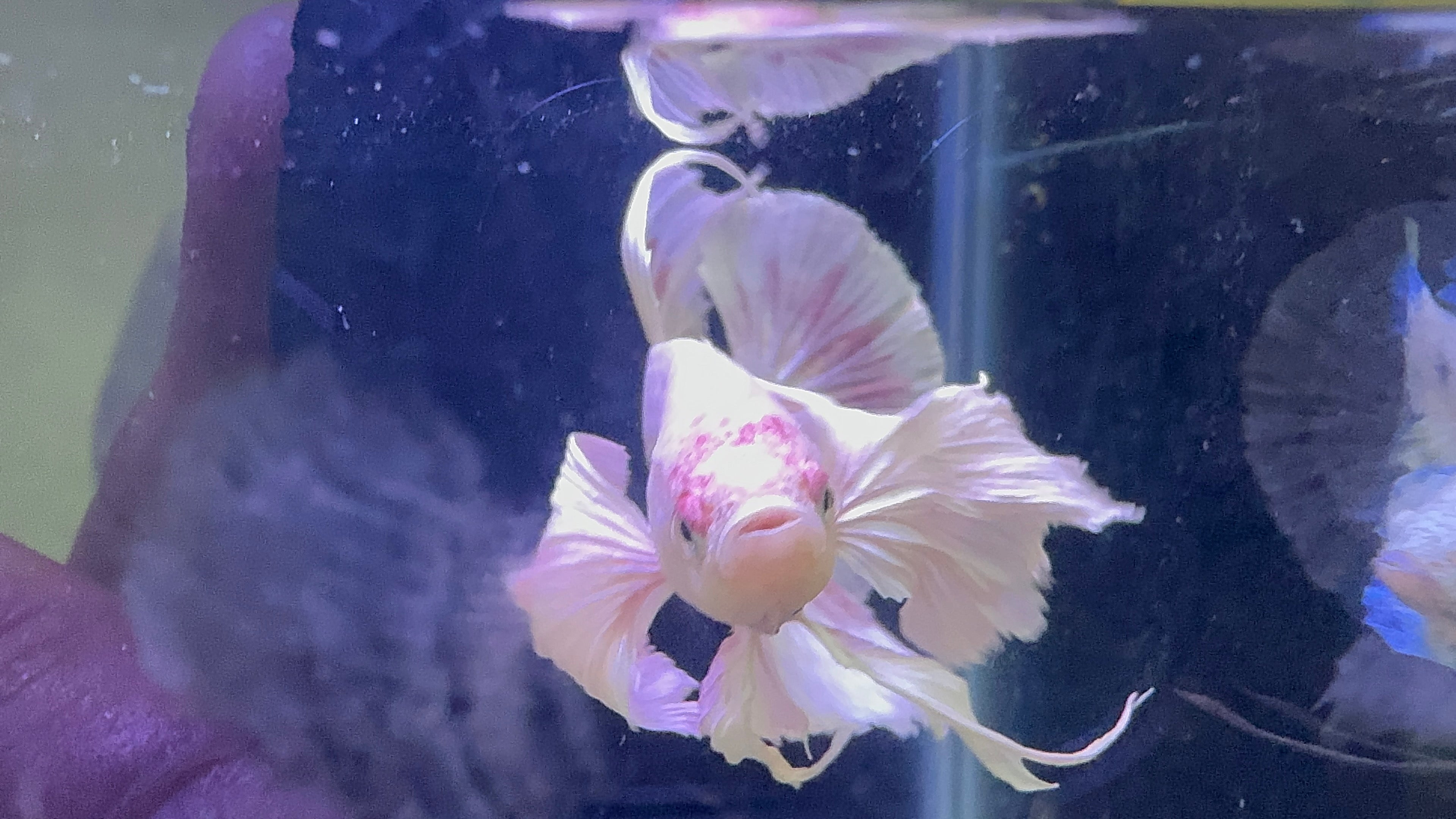 Premium Giant Dumbo Ear Platinum Male Betta