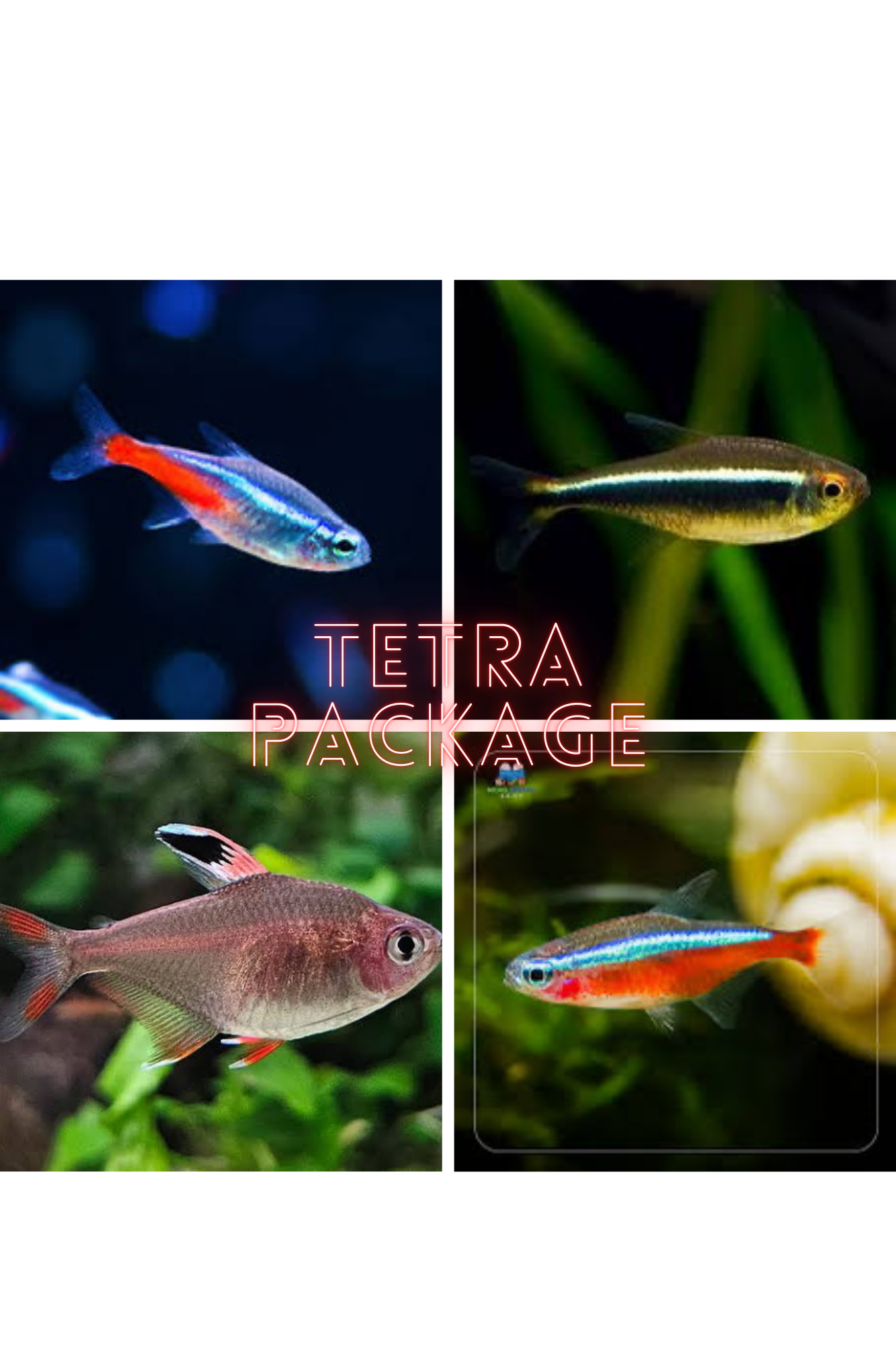 *New* 24 x Tetra Starter Package 1