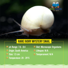 Rare Ivory Mystery Snail
