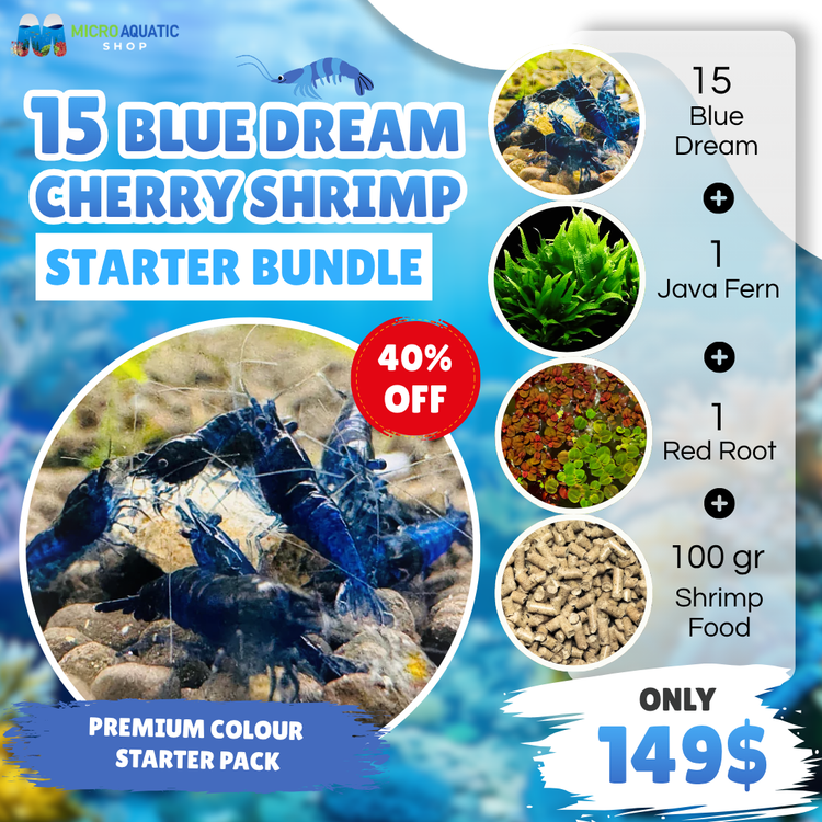 Blue Dream Cherry Shrimp Starter Bundle