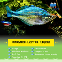 Rainbow fish - Lacustris - Turquoise