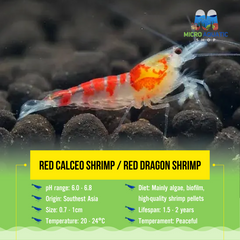 Red Dragon Shrimp