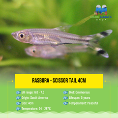 Rasbora - Scissor tail 4cm