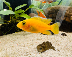 Gold Peacock Cichlid 5cm