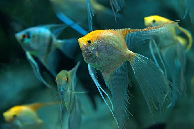 Angel fish - Golden Veiltail
