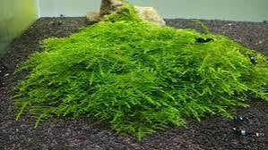 Taxiphyllum sp. "Spiky Moss"