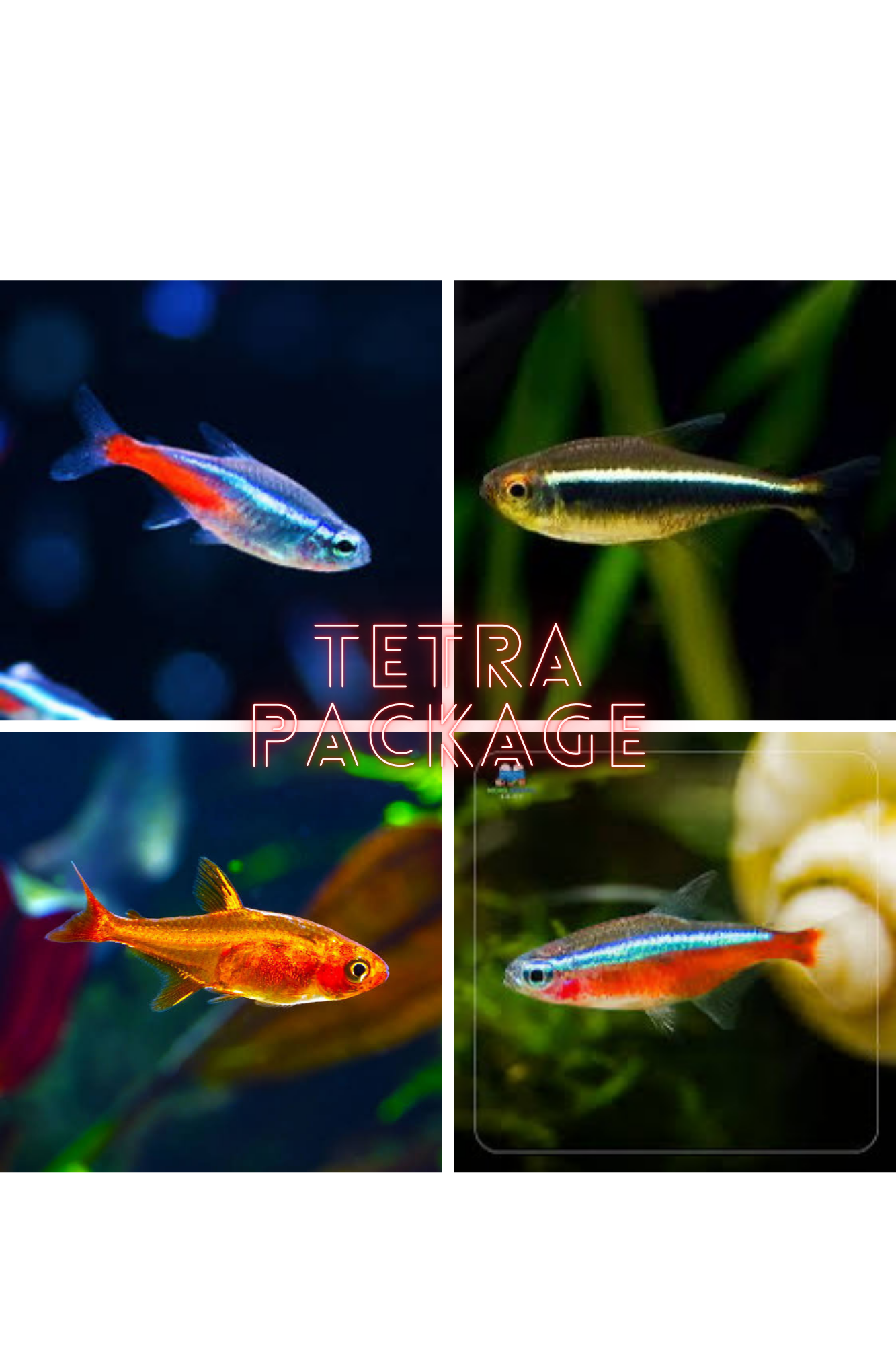 *New* 24 x Tetra Starter Package 1