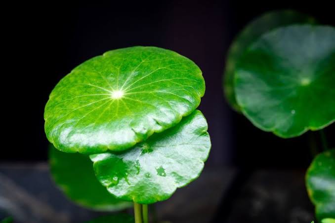 Rare -TC - HYDROCOTYLE VERTICILLATA