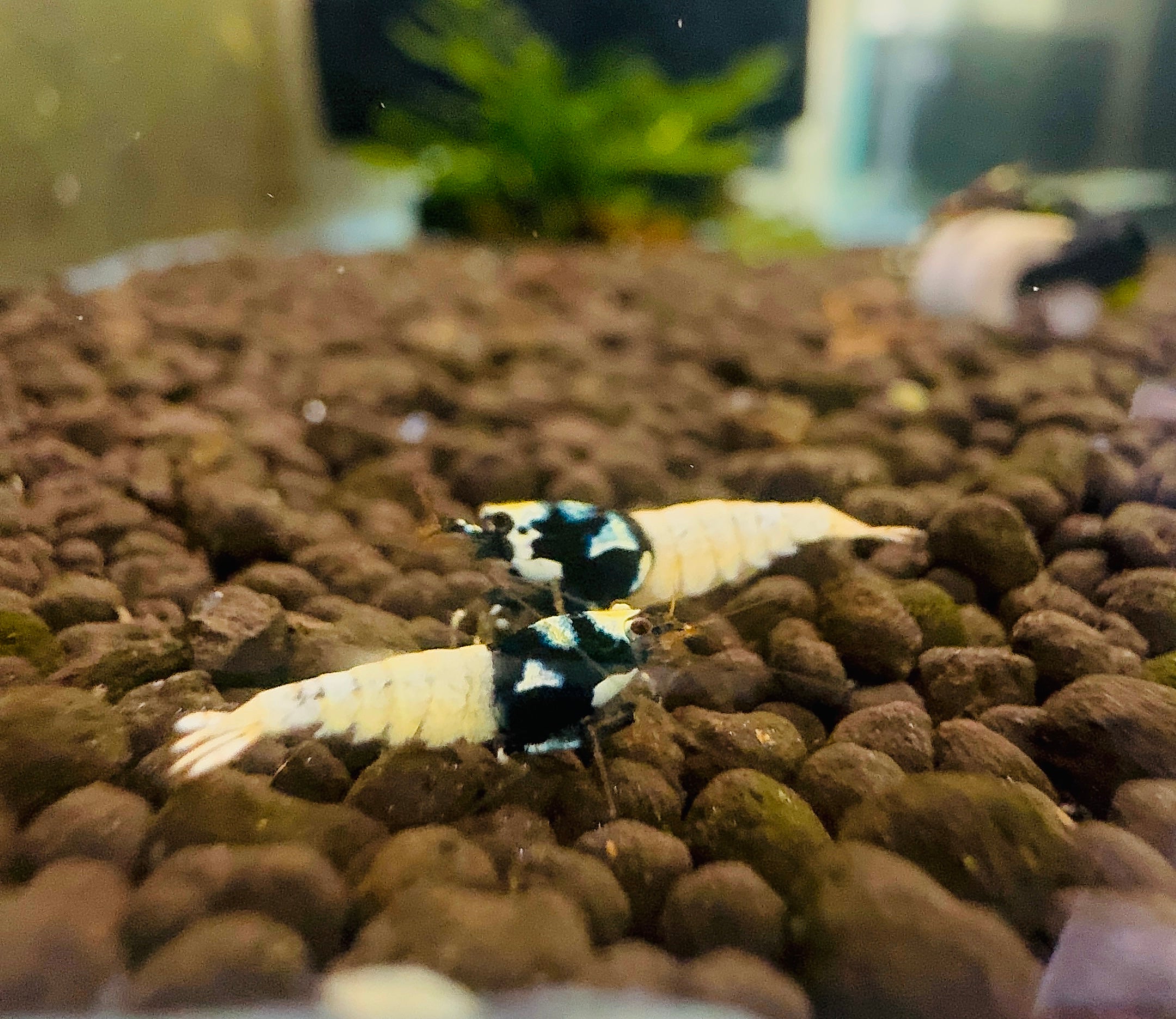 Caridina Shrimp - German Spotted Head Pinto