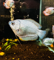 Dwarf Coral Blue Gourami - Trichogaster Lalius