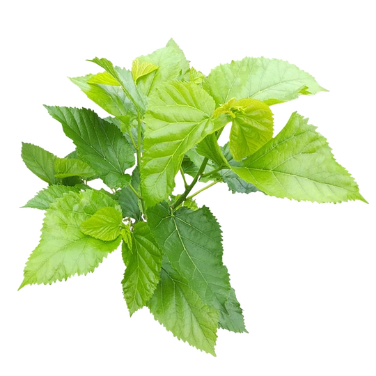 Fresh Mulberry Leaves - Shrimp and Algae Eater Fish Food