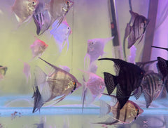 Angel Fish - Assorted Fancy Show 7cm