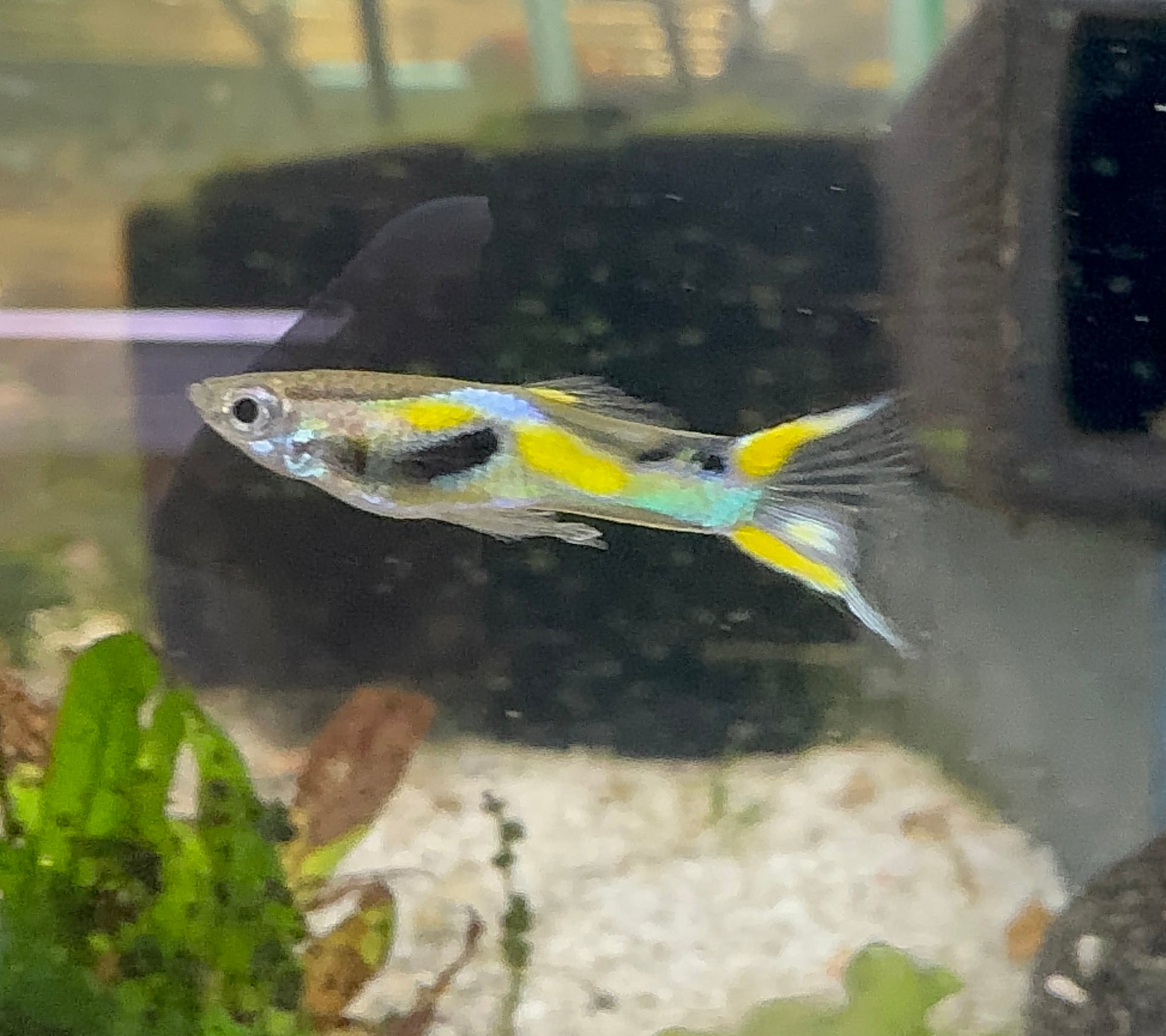 Endler - Gold X-Tail Pure Strain