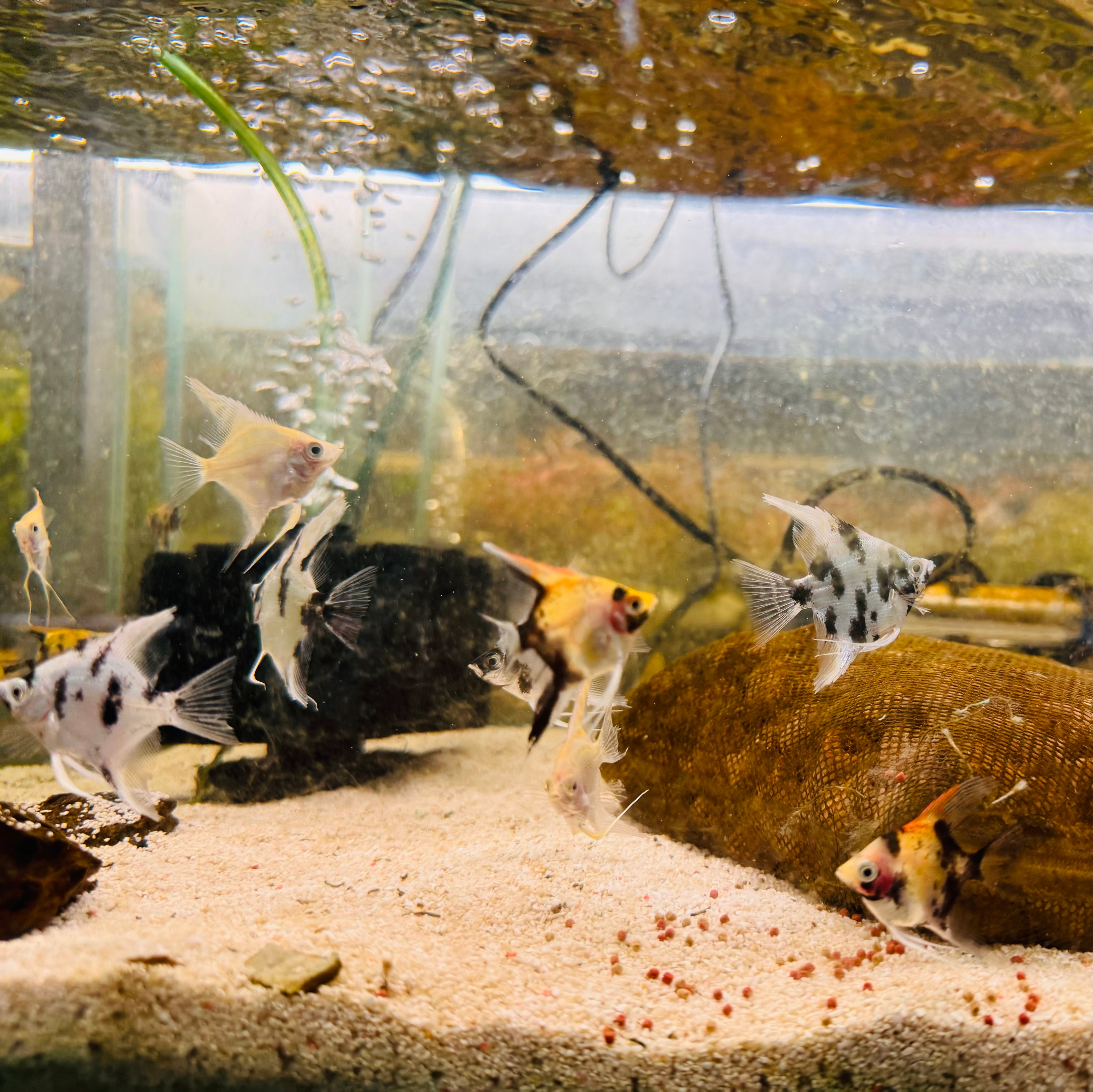 Angel Fish - Assorted Fancy 4cm Cute Size