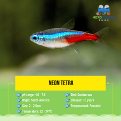 Neon Tetra 2-2.5cm