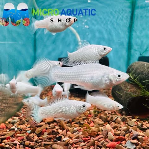 Mollies –  Silver Sailfin 4-5cm