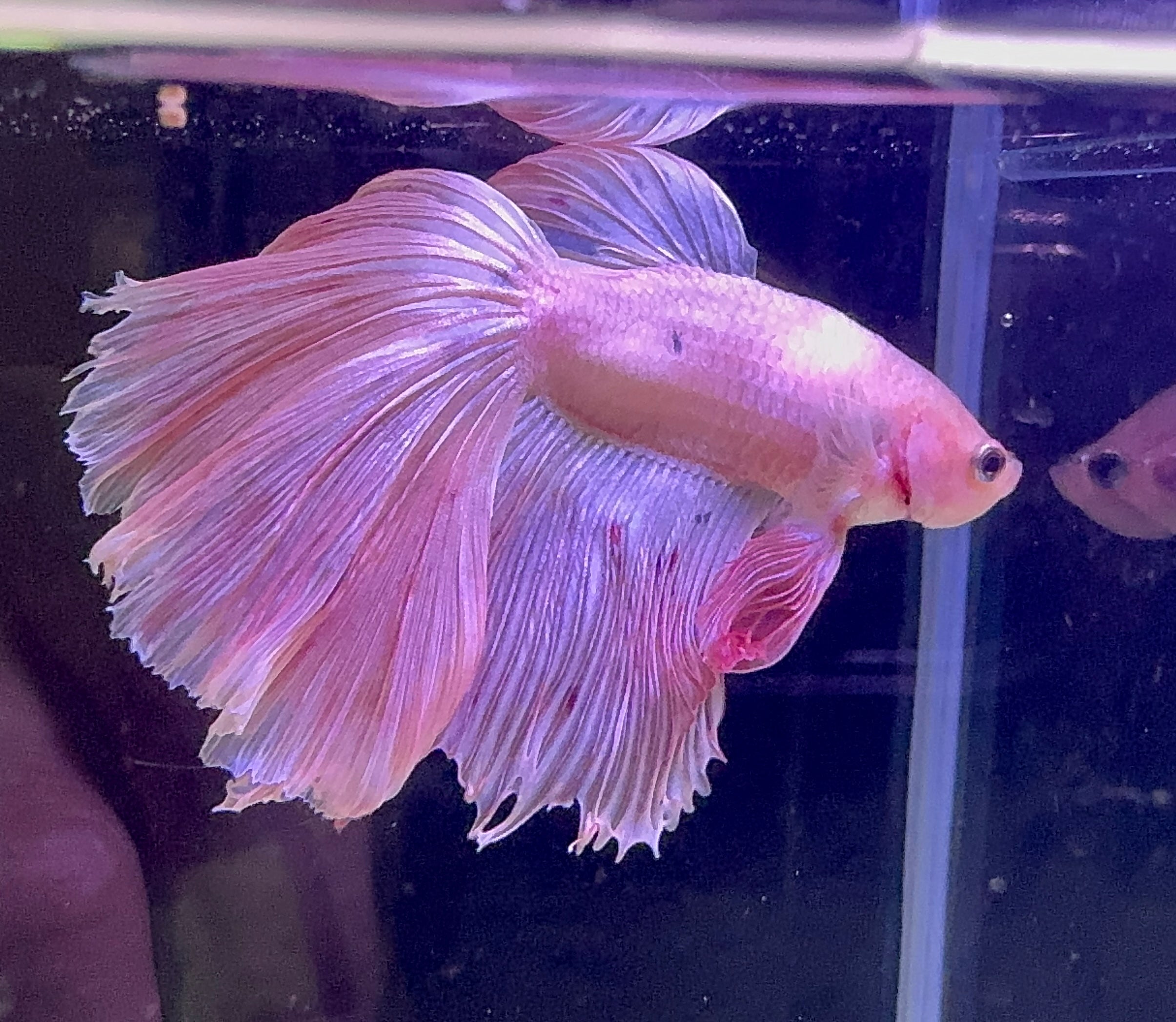 Betta Male - A Grade Prince 6cm Show