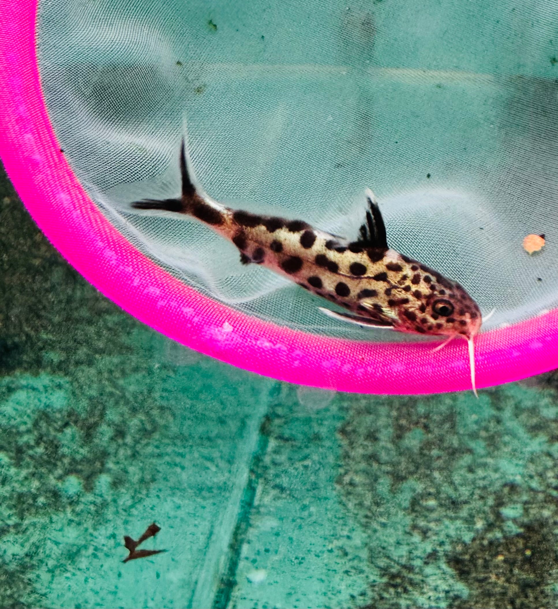 Synodontis multipunctatus - Cuckoo Catfish