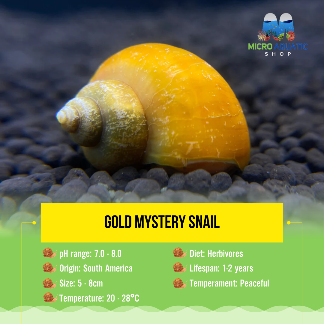 Gold Mystery Snail – Micro Aquatic Shop